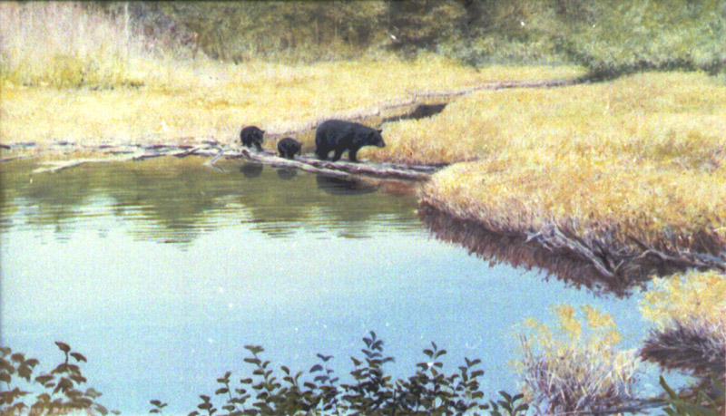 bear crossing