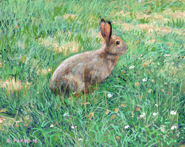 snowshoe hare in summer