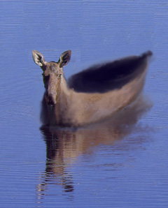 moose-skin boat