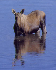 Moose-European Elk